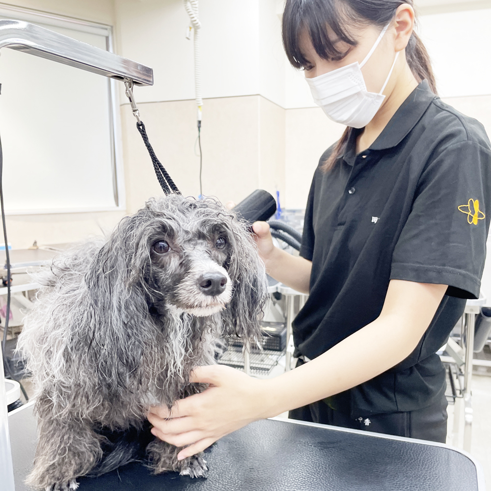 たくさんの犬種が来てくれます！
